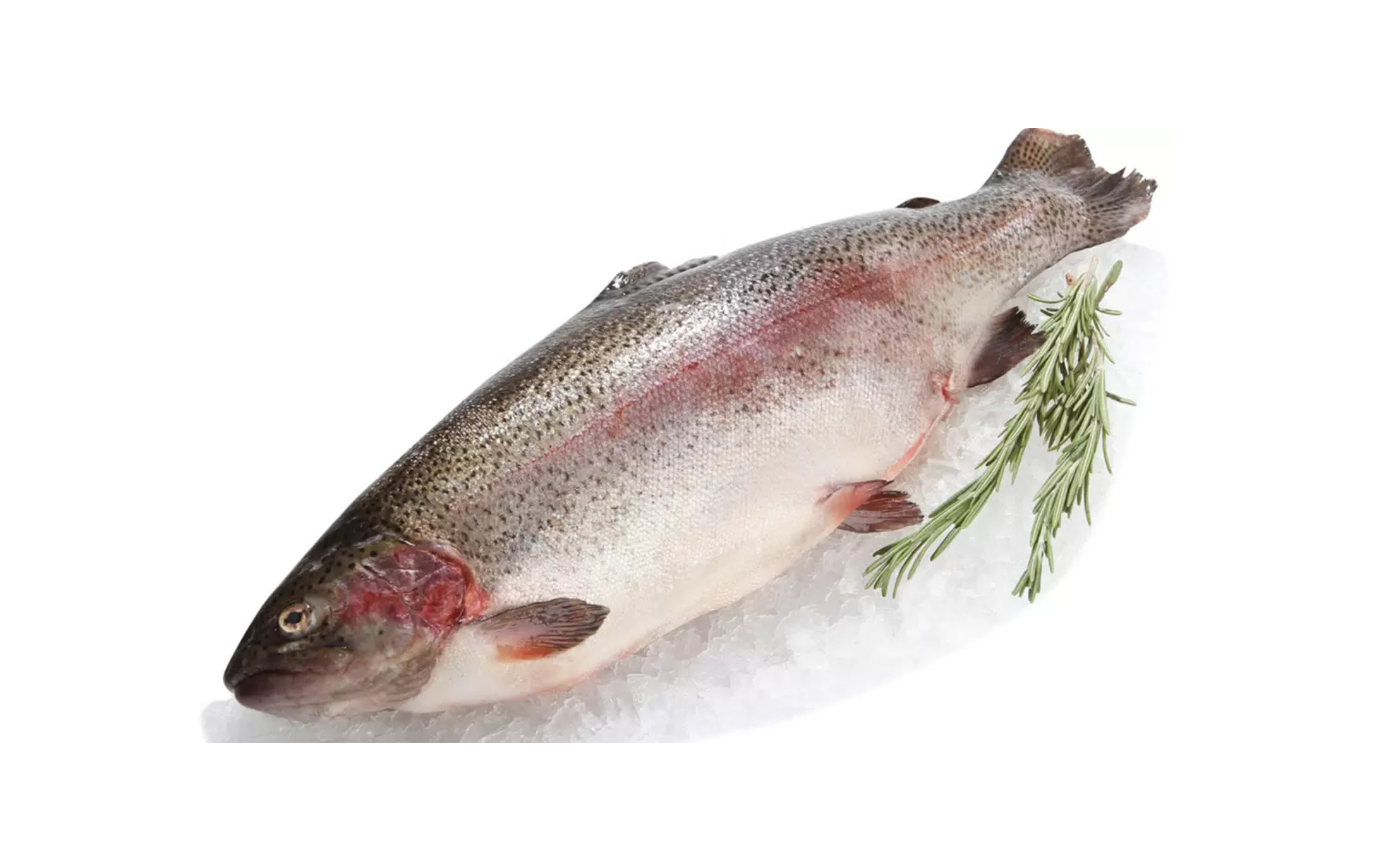 Форель НП Осетия