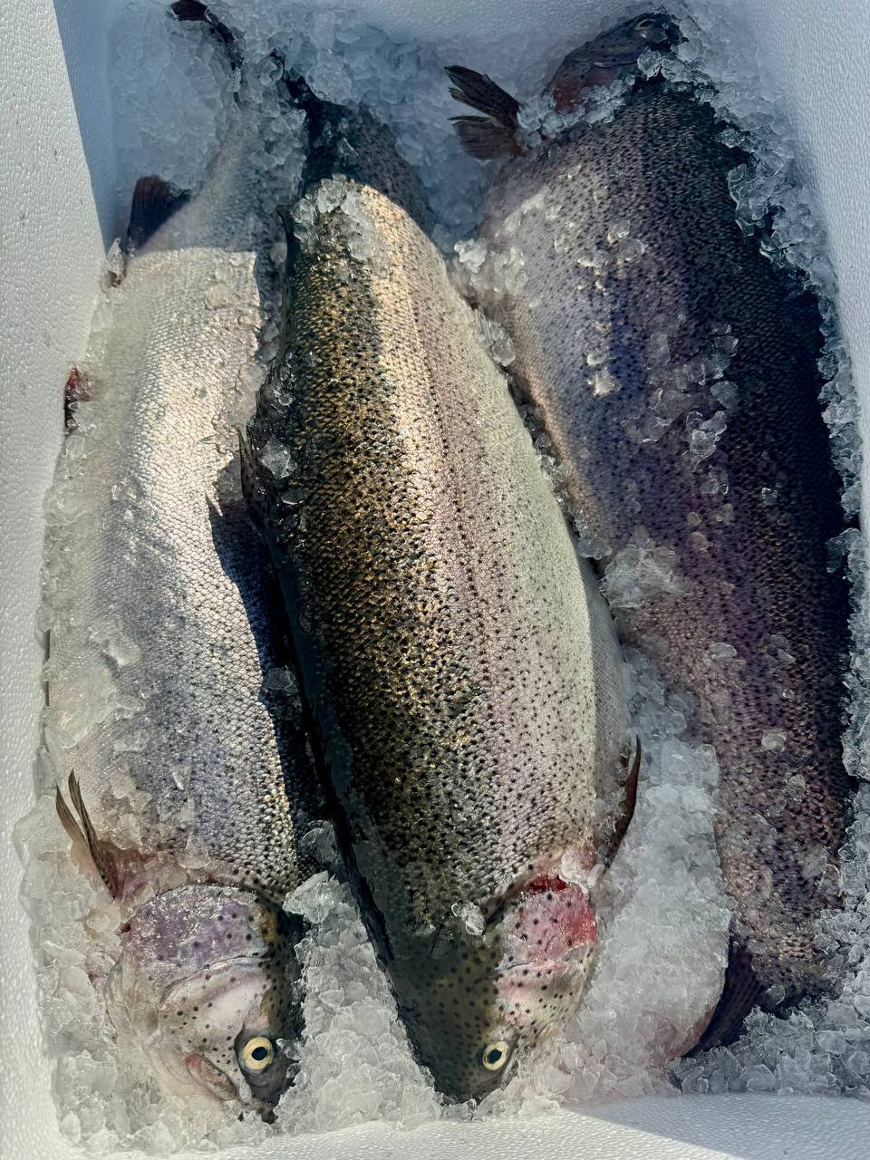 Форель НП Мурманск